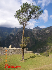 machu-picchu-105.jpg